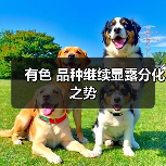 有色 品种继续显露分化之势(图4) 有色 品种继续显露分化之势(图4)
