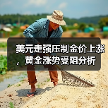 美元走强压制金价上涨,黄金涨势受阻分析(图2) 美元走强压制金价上涨,黄金涨势受阻分析(图2)