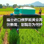 瑞士进口俄罗斯黄金再创新高,制裁后为何持续攀升?(图2) 瑞士进口俄罗斯黄金再创新高,制裁后为何持续攀升?(图2)
